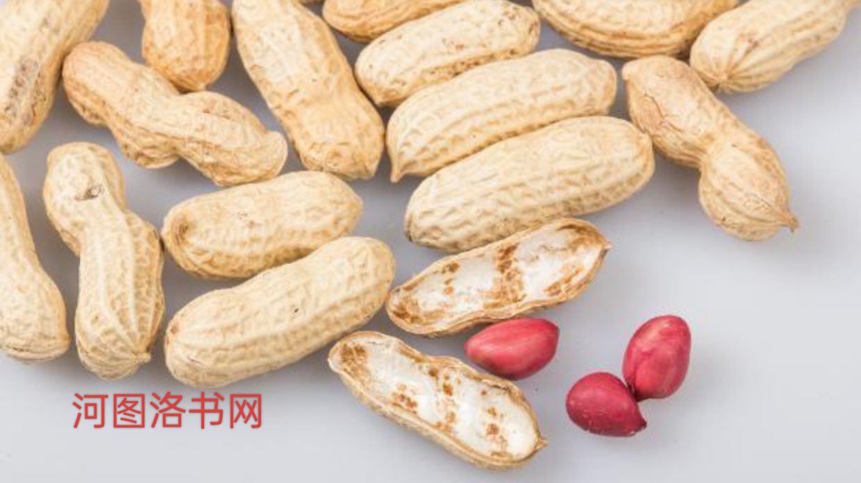花生的营养.png