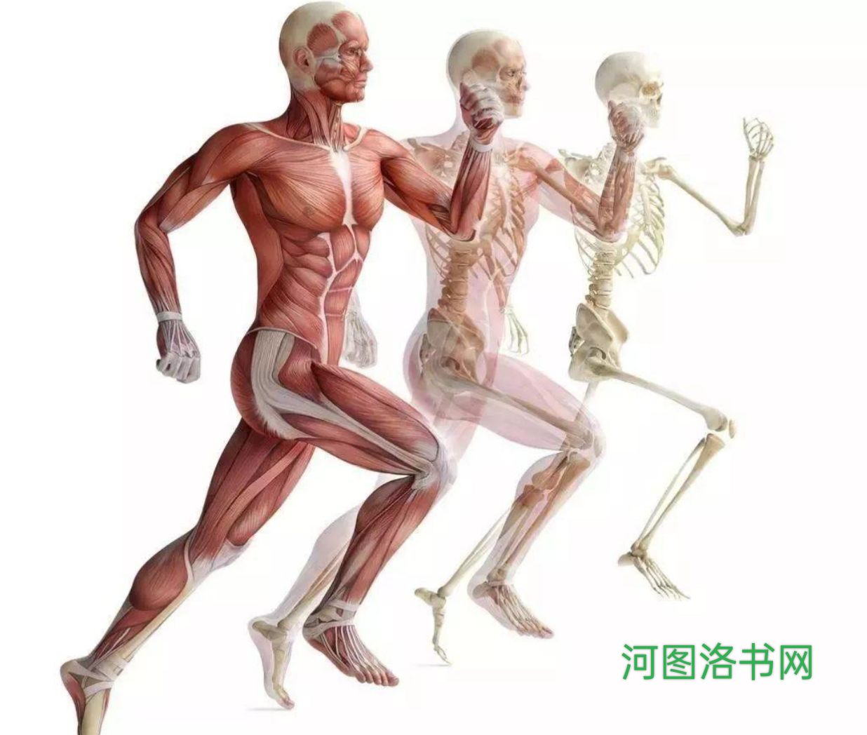 关于运动生理机制.png