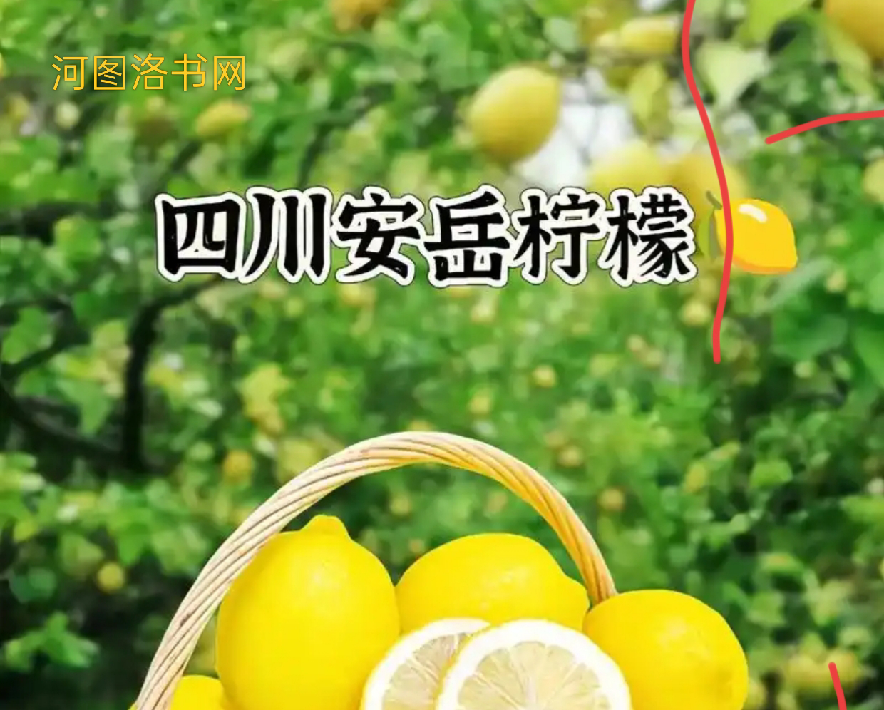 安岳柠檬：舌尖上的黄金果.png