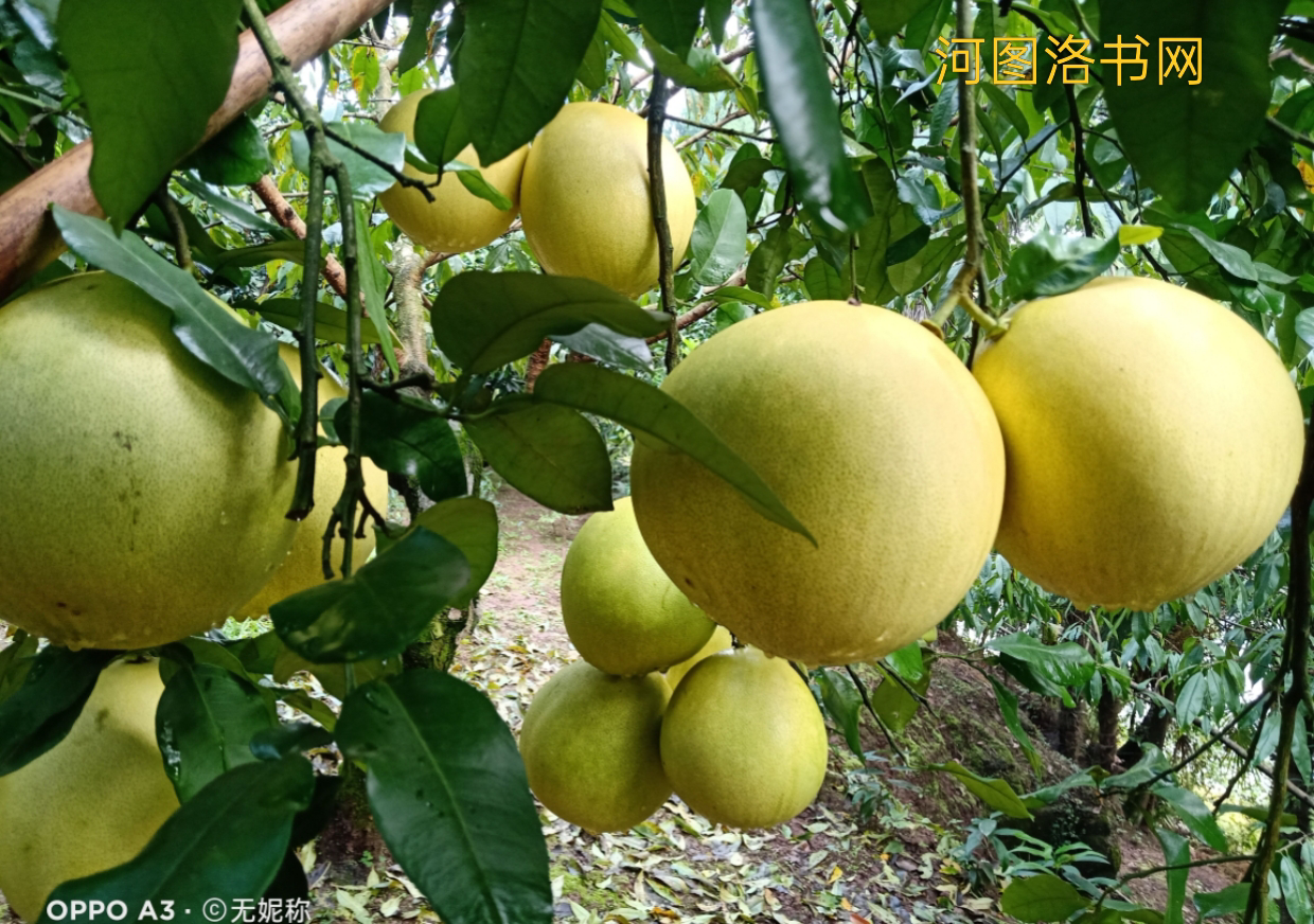 资阳通贤柚：甜蜜传奇.png