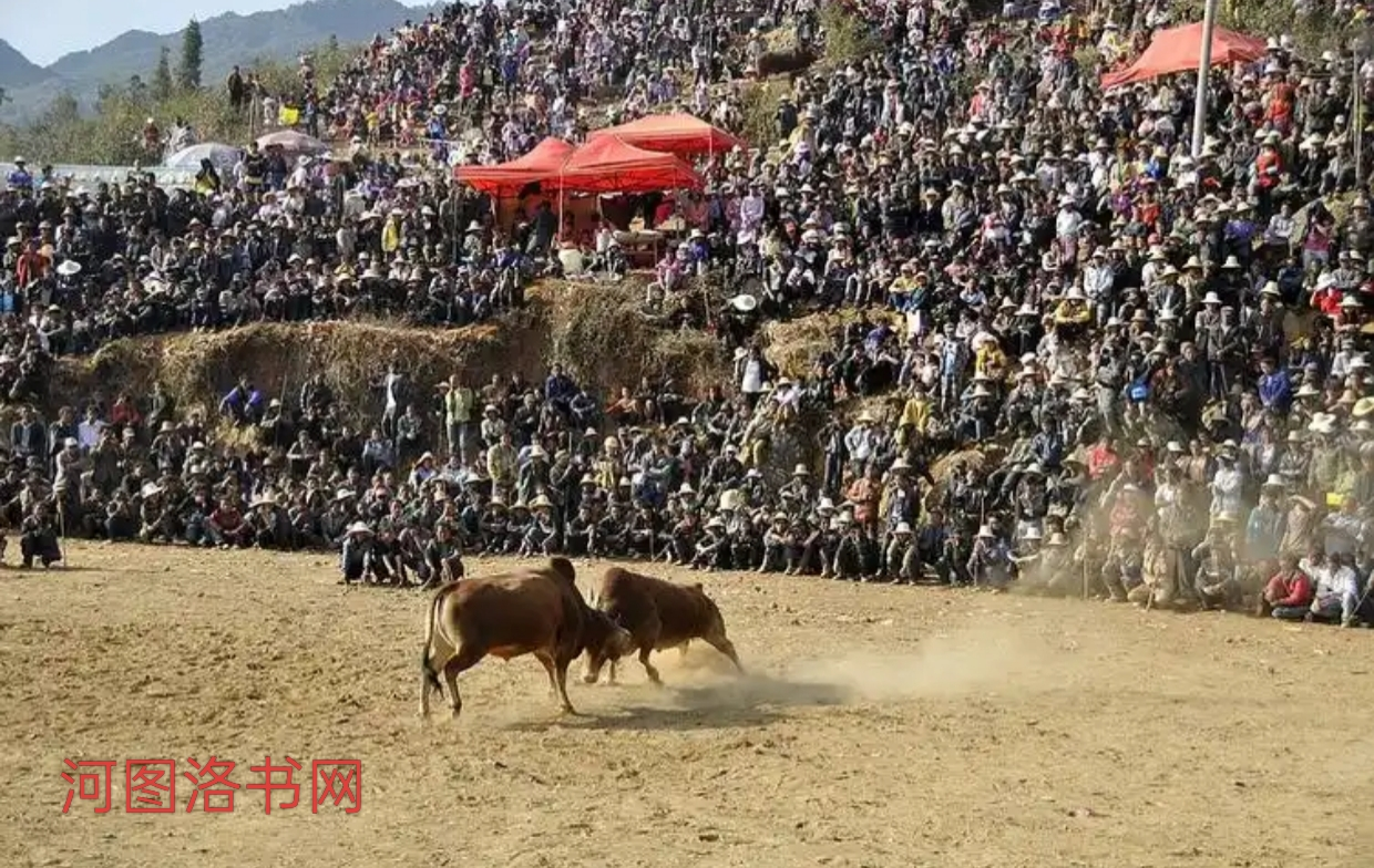 永州斗牛节：野性与民俗的狂欢盛宴.png