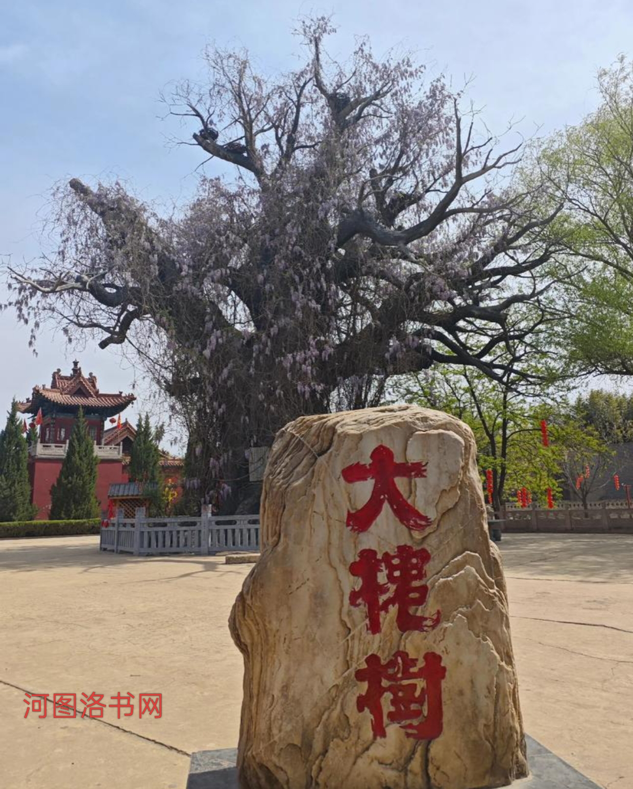 大槐树人与黄河文化：根脉与共生的千年回响.png
